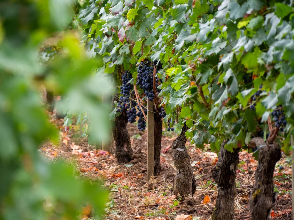 Photo d’illustration : Bordeaux (vin rouge, bouteille)