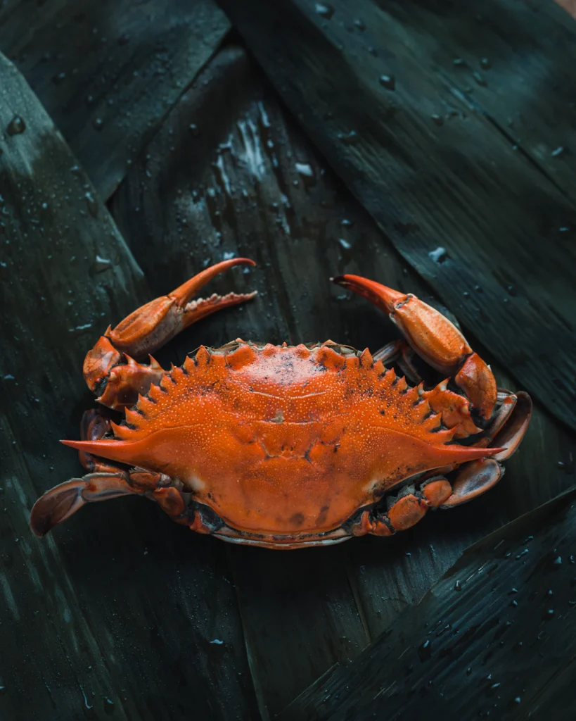 Photo d’illustration : Crabe royale